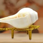 Conch & Shankh (शंख)